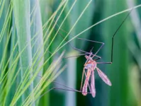 Como regra, todos os exterminadores de mosquitos são baseados no mesmo princípio de funcionamento. O dispositivo atrai um mosquito para o espaço que ele não pode sair