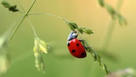 O pequenino inseto é conhecido pelo corpo redondo e colorido