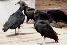 A ave comum na paisagem de Belém acabou sendo o personagem de um caso inusitado na Assembleia Legislativa.