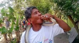 Imagem ilustrativa da notícia Homem diz que é "imune" a veneno e morre após beijar cobra