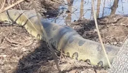 Imagem ilustrativa da notícia Vídeo: homem se depara com sucuri de 10 metros em fazenda