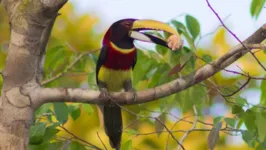 Ave está entre as espécies ameaçadas de extinção