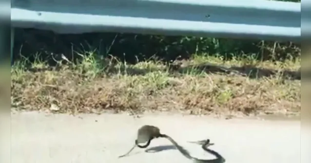 Imagem ilustrativa da notícia Ratazana ataca cobra para salvar filhote. Veja o vídeo