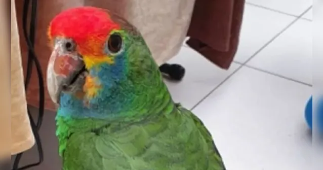 Imagem ilustrativa da notícia Papagaio é resgatado de árvore após gritar "socorro"