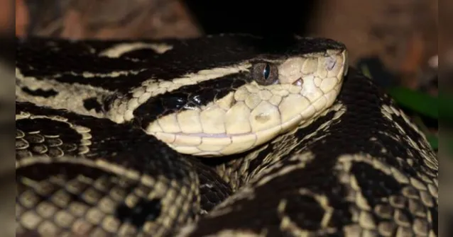 Imagem ilustrativa da notícia Veneno de cobra brasileira pode inibir coronavírus