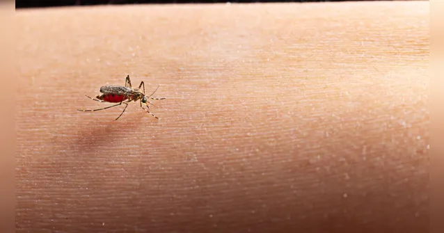 Imagem ilustrativa da notícia Dengue avança no Pará; Belém é a 2ª em casos registrados