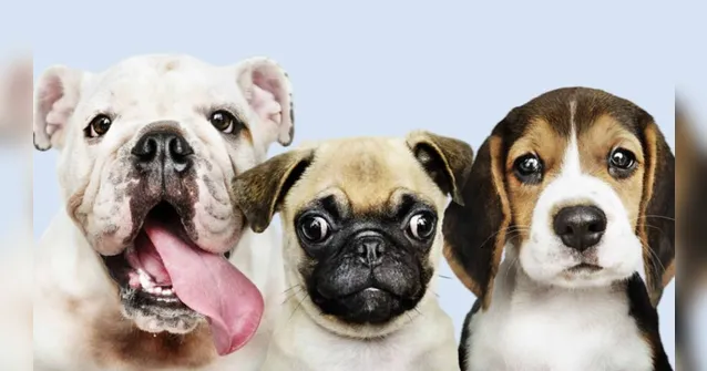 Imagem ilustrativa da notícia Feira terá adoção de pets neste fim de semana