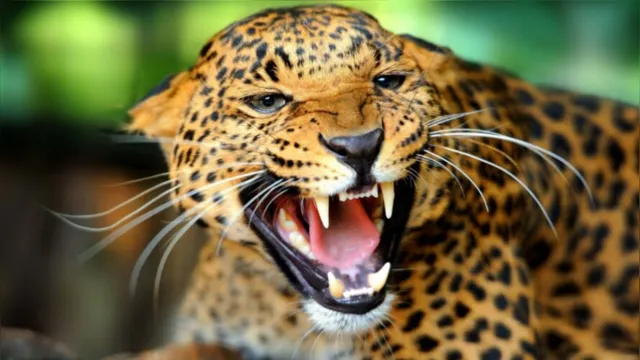 Imagem ilustrativa da notícia Homem entra em jaula de zoológico e é atacado por Jaguar