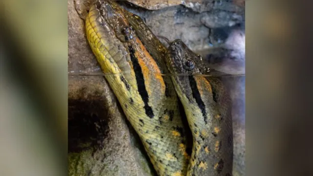 Imagem ilustrativa da notícia Vídeo: maior cobra do mundo é filmada em momento raro