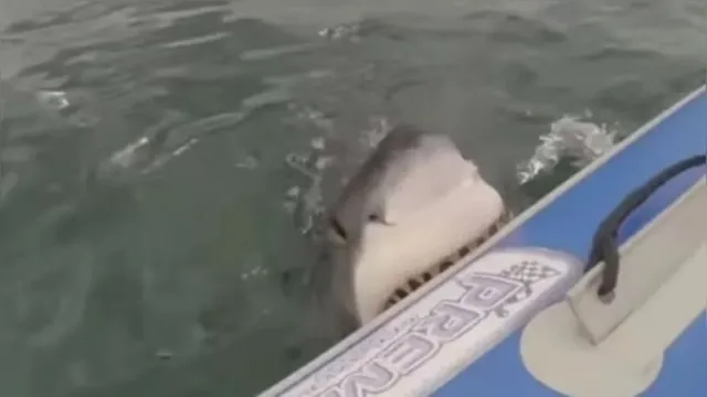 Imagem ilustrativa da notícia Vídeo: piloto de jet ski 'faz graça' e é atacado por tubarão