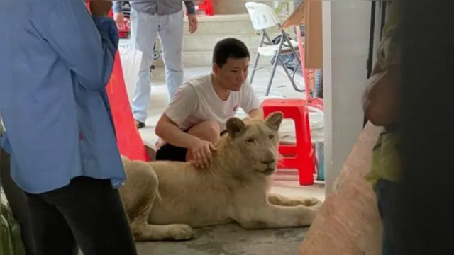 Imagem ilustrativa da notícia TikToker criava leão em casa; animal foi resgatado