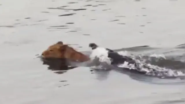 Imagem ilustrativa da notícia Vídeo: crocodilo ataca leão que tentava atravessar rio