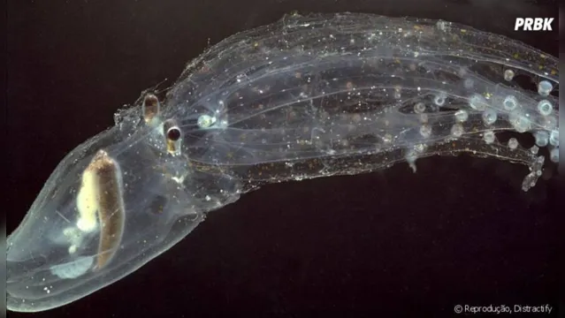 Imagem ilustrativa da notícia Polvo de "vidro" é filmado em arquipélago da Austrália