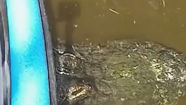 Imagem ilustrativa da notícia Vídeo: homem move "pedra" em lago e descobre crocodilo
