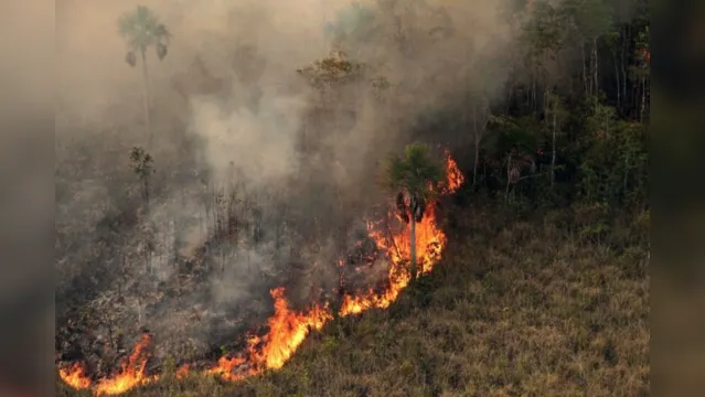 Imagem ilustrativa da notícia Lobby de empresários é pavio à queima da Amazônia; leia o RD