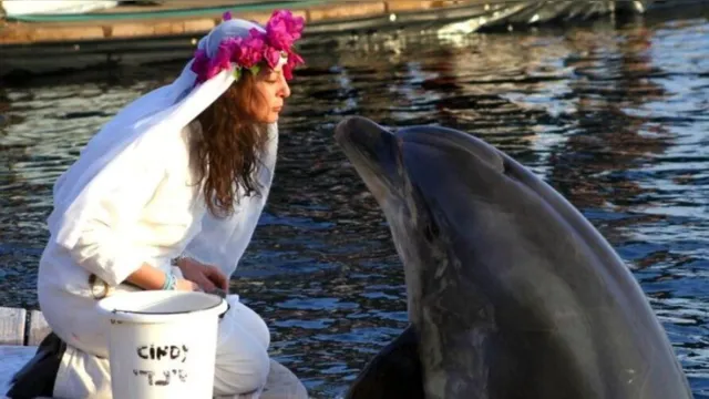 Imagem ilustrativa da notícia Mulher que casou com golfinho lamenta morte do "marido"