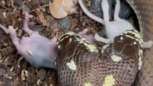 Imagem ilustrativa da notícia Vídeo: cobra de duas cabeças come dois ratos de uma vez