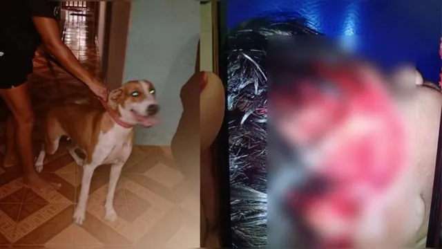 Imagem ilustrativa da notícia Cachorro arranca couro cabeludo de criança no Pará
