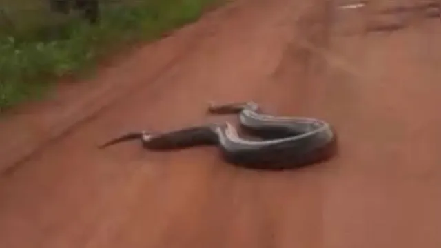 Imagem ilustrativa da notícia Vídeo: anaconda gigante é filmada no nordeste paraense