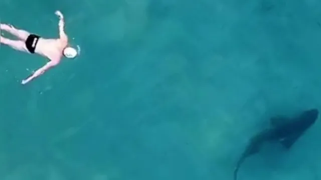 Imagem ilustrativa da notícia Vídeo: drone flagra banhistas nadando com tubarões sem saber