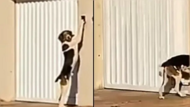 Imagem ilustrativa da notícia Vídeo: cachorro toca campainha para entrar em casa; assista!