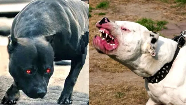 Imagem ilustrativa da notícia Vídeos mostram ataques dos cachorros mais violentos do mundo