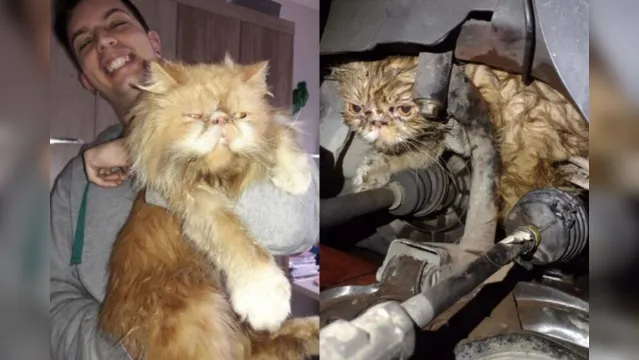 Imagem ilustrativa da notícia Gato desaparecido é encontrado no motor de carro