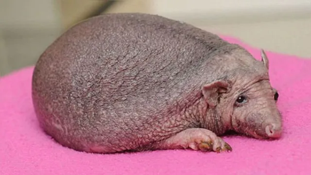 Imagem ilustrativa da notícia Porco-espinho vira xodó após nascer com falha genética