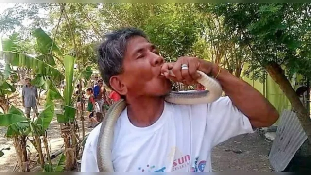 Imagem ilustrativa da notícia Homem diz que é "imune" a veneno e morre após beijar cobra