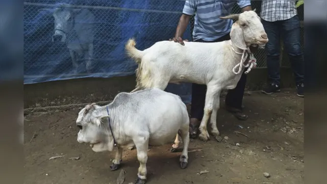 Imagem ilustrativa da notícia Vaca anã: animal chama atenção ao nascer com 51 centímetros