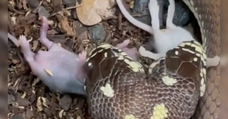 Imagem ilustrativa da notícia Vídeo: cobra de duas cabeças come dois ratos de uma vez