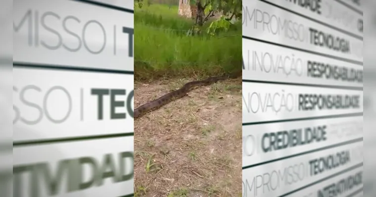 Imagem ilustrativa da notícia Sucuri de 6 metros assusta moradores no Marajó