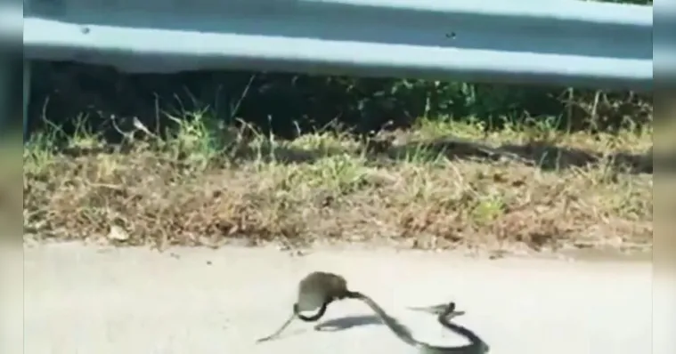 Imagem ilustrativa da notícia Ratazana ataca cobra para salvar filhote. Veja o vídeo