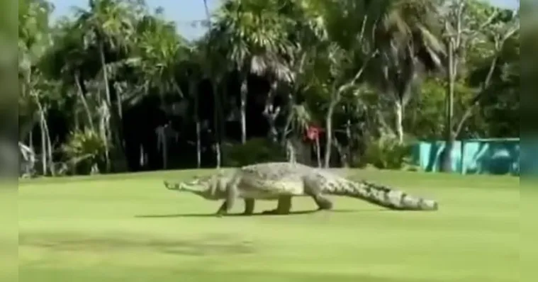 Imagem ilustrativa da notícia Crocodilo gigante invade campo de golfe e assusta; assista!