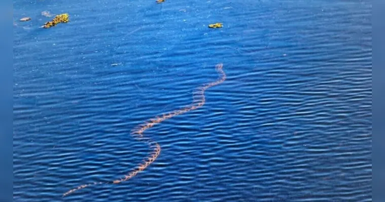 Imagem ilustrativa da notícia Sucuri de 2,5m é flagrada tomando banho de sol em hotel