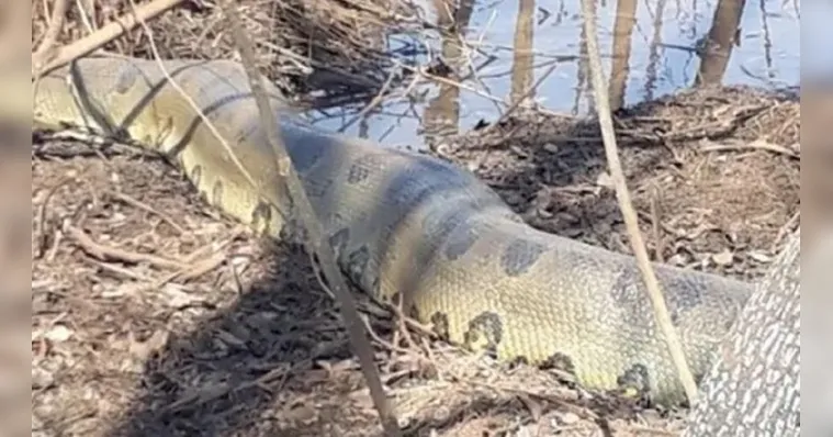 Imagem ilustrativa da notícia Vídeo: homem se depara com sucuri de 10 metros em fazenda