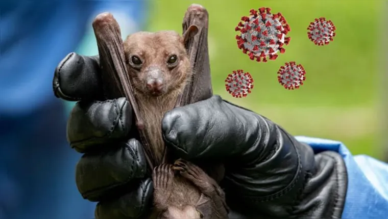 Imagem ilustrativa da notícia Novo coronavírus é achado em morcegos no Reino Unido