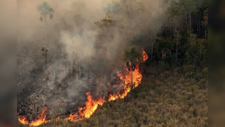 Imagem ilustrativa da notícia Lobby de empresários é pavio à queima da Amazônia; leia o RD