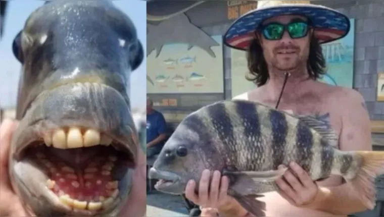 Imagem ilustrativa da notícia Pescador fisga peixe raro com "dentes humanos"; confira!