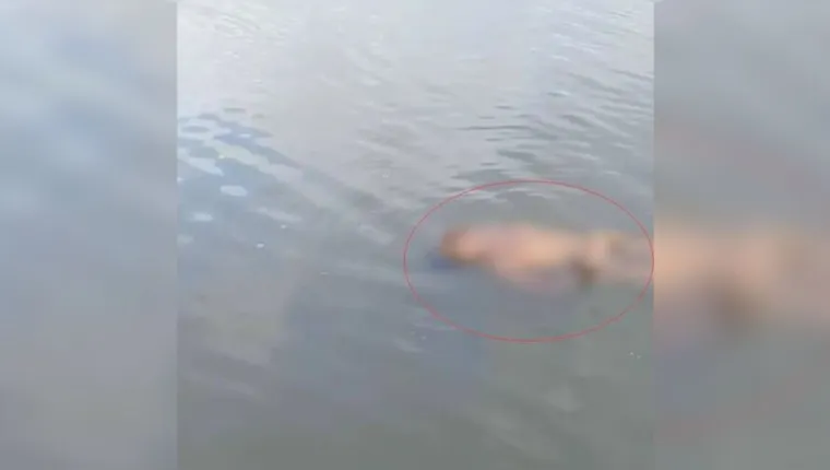 Imagem ilustrativa da notícia Corpo sem roupa é encontrado boiando em rio no Pará