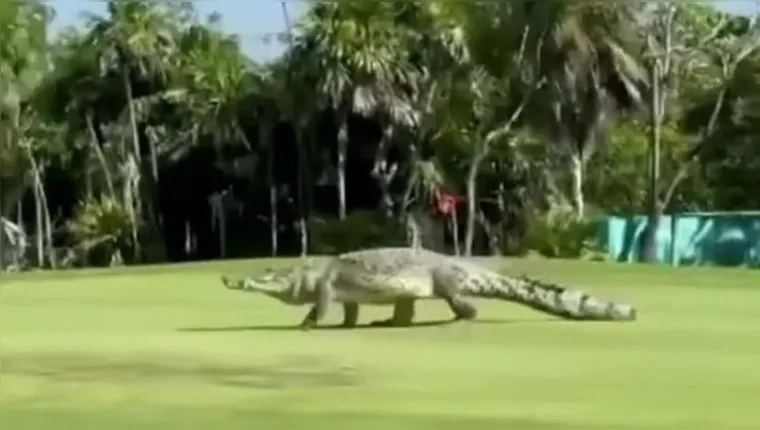 Imagem ilustrativa da notícia Crocodilo gigante invade campo de golfe e assusta; assista!