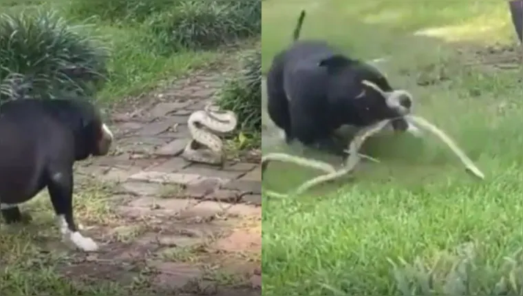 Imagem ilustrativa da notícia Vídeo: briga entre pitbull e cobra termina em morte violenta