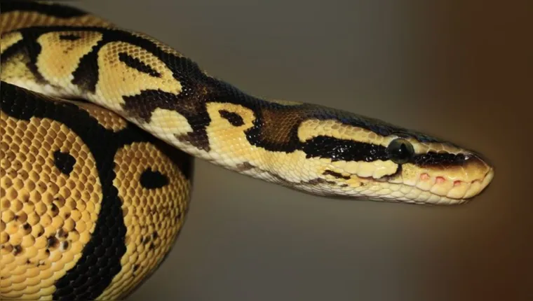 Imagem ilustrativa da notícia "Imune" morre envenenado após tentar beijar serpente