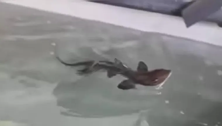 Imagem ilustrativa da notícia Tubarão intriga biólogos ao nascer em aquário só de fêmeas
