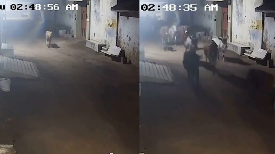 Imagem ilustrativa da notícia Câmera flagra vacas em fuga para escapar de leão; veja vídeo