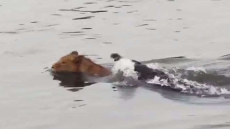 Imagem ilustrativa da notícia Vídeo: crocodilo ataca leão que tentava atravessar rio