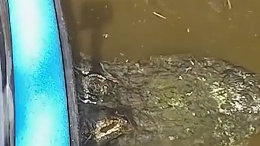 Crocodilo embaixo da canoa