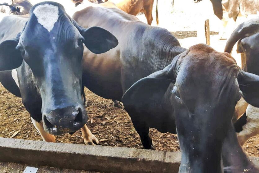 Assistência técnica atende 250 produtores das cadeias de bovinocultura de corte e leite 