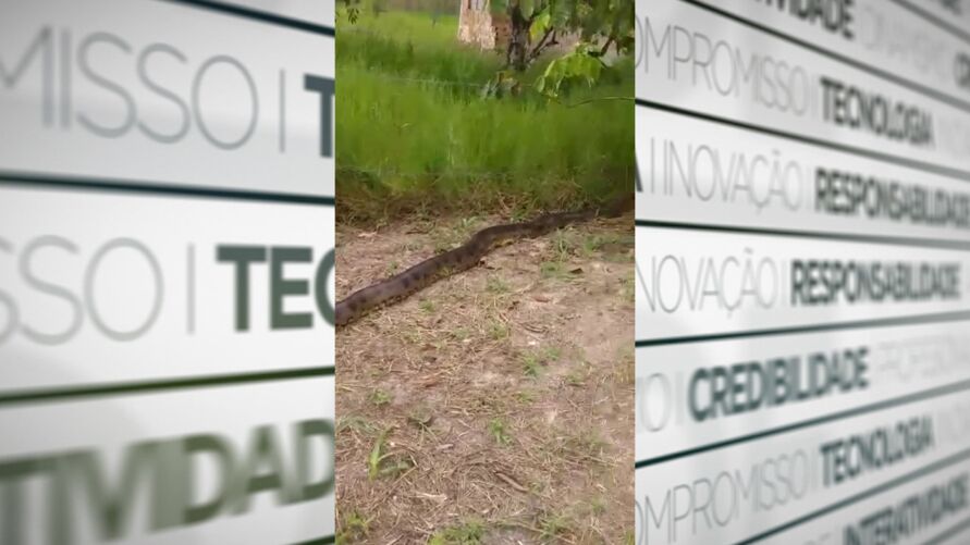 A cobra assustou moradores da cidade do Marajó.