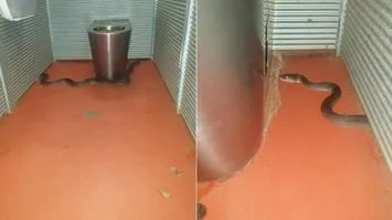 Imagem ilustrativa da notícia Cobra entra em sanitário e pica nádegas de mulher